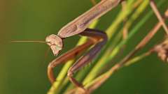 2: Praying Mantis 6M2_0400