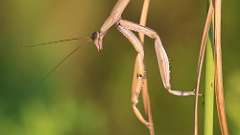 4: Praying Mantis 6M2_0463