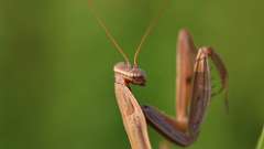 5: Praying Mantis 6M2_0523