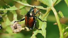 2: Japanese beetle 6M2_0127