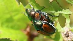 5: Japanese beetle 6M2_0169