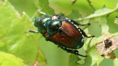 4: Japanese beetle 6M2_0178