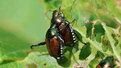 3: Japanese beetle 6M2_0199