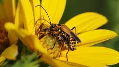 1: Goldenrod soldier beetle 6M2_0103