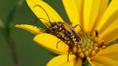 2: Goldenrod soldier beetle 6M2_0115