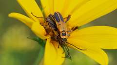 3: Goldenrod soldier beetle 6M2_0151