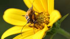 4: Goldenrod soldier beetle 6M2_0263