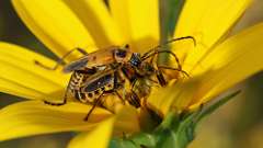 5: Goldenrod soldier beetle 6M2_0278