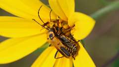 6: Goldenrod soldier beetle 6M2_0320