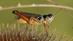 7: grasshopper 6M2_0526