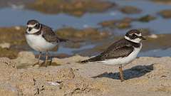 4: Semipalmated plover 0C3_0336