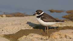 5: Semipalmated plover 0C3_0372