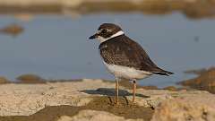 6: Semipalmated plover 0C3_0381