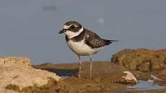 7: Semipalmated plover 0C3_0441