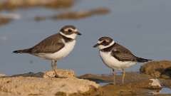 8: Semipalmated plover 0C3_0547