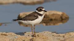 9: Semipalmated plover 0C3_0589