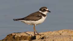 10: Semipalmated plover 0C3_0607