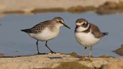 11: Semipalmated sandpiper 0C3_0450