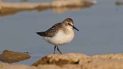 12: Semipalmated sandpiper 0C3_0480