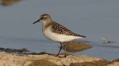 13: Semipalmated sandpiper 0C3_0580