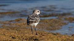 1: Sanderling 0C3_0461