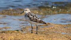 2: Sanderling 0C3_0474