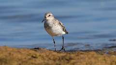 3: Sanderling 0C3_0490