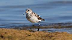 4: Sanderling 0C3_0502