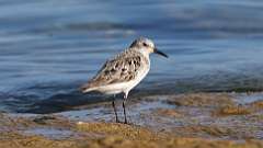 5: Sanderling 0C3_0517