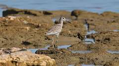 3: Willet 0C3_0109