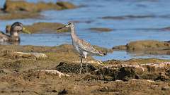 4: Willet 0C3_0124