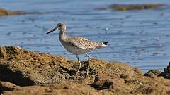 5: Willet 0C3_0193