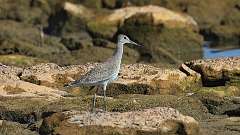 6: Willet 0C3_0224