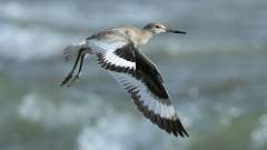 1: willet in flight 0C3_0681