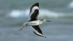 2: willet in flight 0C3_0683