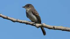 1: Eastern Phoebe 0C3_0235