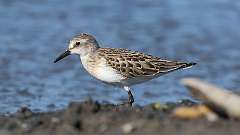 3: Semipalmated sandpiper 0C3_0010