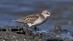 4: Semipalmated sandpiper 0C3_0023