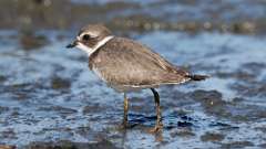 2: plover 0C3_0136