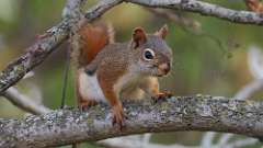 6: American red squirrel 0C3_0417