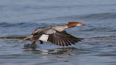 1: Common Merganser 0C3_0371