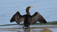 4: Double-crested Cormorant 0C3_0139