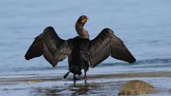 5: Double-crested Cormorant 0C3_0166