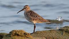 3: dunlin 0C3_0940