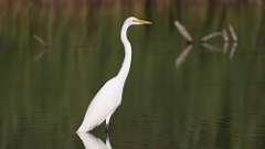 7: egret 0C3_0519