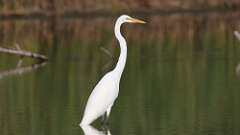 8: egret 0C3_0549