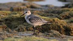 9: sanderling 0C3_0887