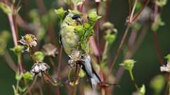 1: American Goldfinch 0C3_0137