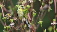 2: American Goldfinch 0C3_0143