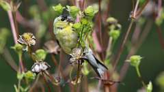 3: American Goldfinch 0C3_0146